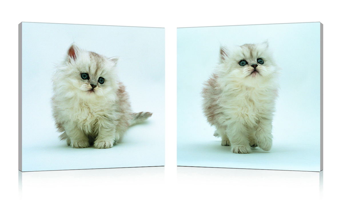 Conjunto de 2 cuadros de dise&ntilde;o KITTENS