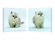 Conjunto de 2 cuadros de dise&ntilde;o KITTENS
