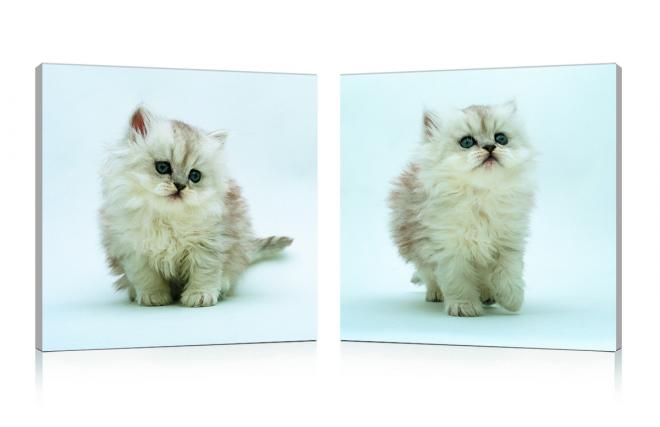 Conjunto de 2 cuadros de dise&ntilde;o KITTENS
