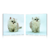 Conjunto de 2 cuadros de dise&ntilde;o KITTENS image pub1