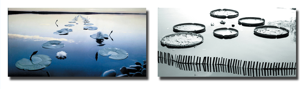 Conjunto de 2 cuadros de dise&ntilde;o WATERLILY